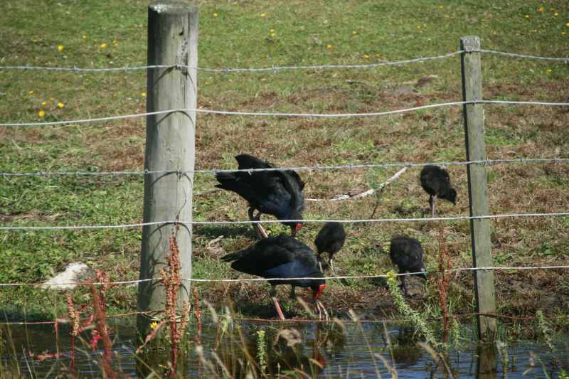 Nieuw-Zeeland 2011 - 1951